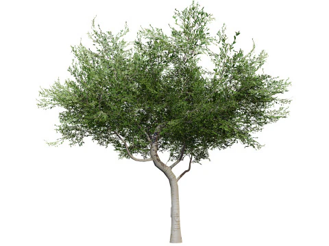 Australian Cupaniopsis Anacardioides Trees 3D Model