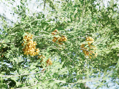 Australian Cupaniopsis Anacardioides Trees 3D Model