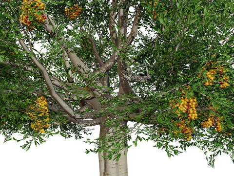 Australian Cupaniopsis Anacardioides Trees 3D Model