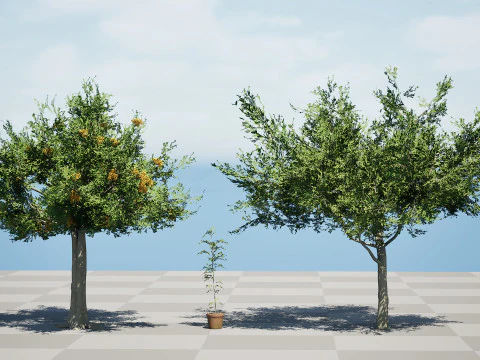Australian Cupaniopsis Anacardioides Trees 3D Model