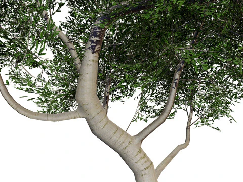 Australian Cupaniopsis Anacardioides Trees 3D Model