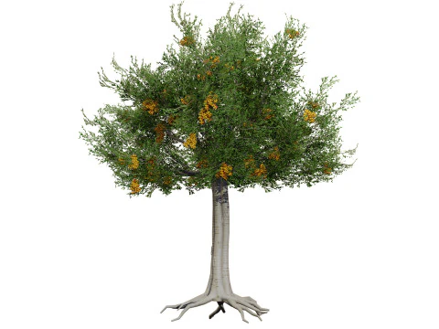 Australian Cupaniopsis Anacardioides Trees 3D Model