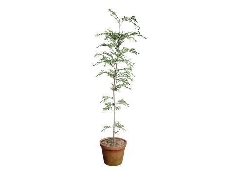 Australian Cupaniopsis Anacardioides Trees 3D Model