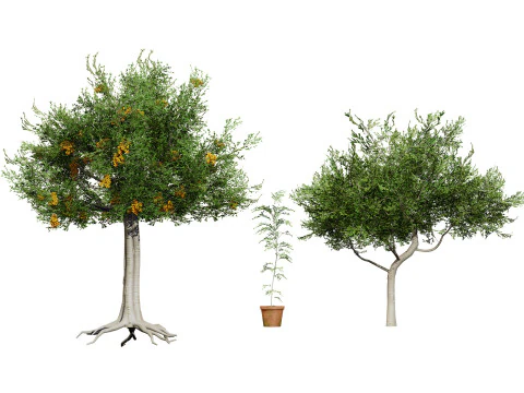 Australian Cupaniopsis Anacardioides Trees 3D Model