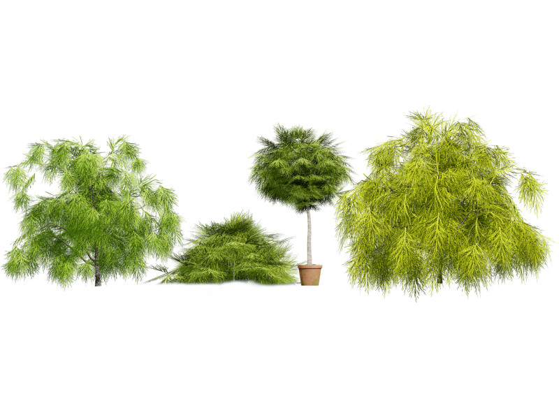 Acacia Cognata Tree 3D Модель .c4d .max .obj .3ds .fbx .stl .blend 