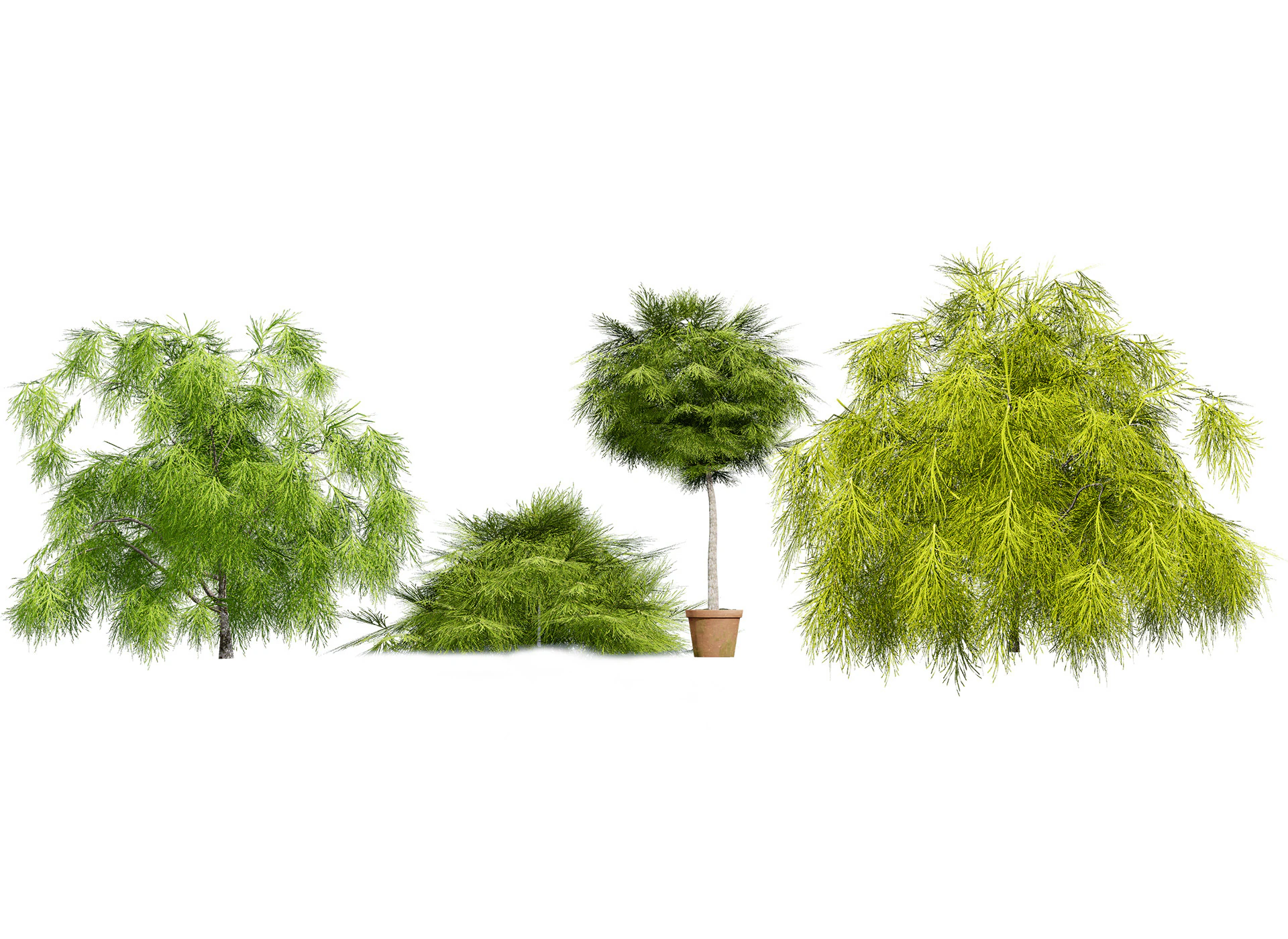 Acacia Cognata Tree 3D Model .c4d .max .obj .3ds .fbx .stl .blend 