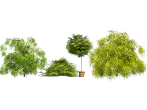 Acacia Cognata Tree 3D Модель