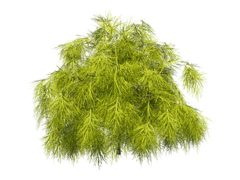 Acacia Cognata Tree 3D Model