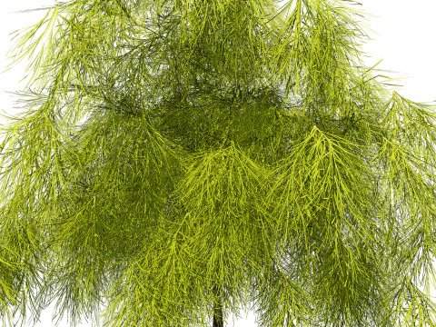 Acacia Cognata Tree 3D Model