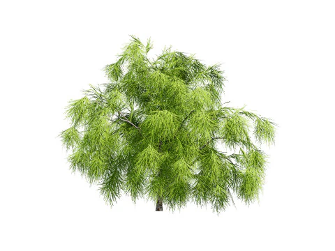 Acacia Cognata Tree 3D Model