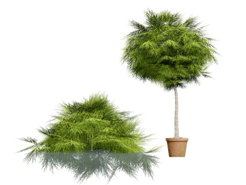 Acacia Cognata Tree 3D Model