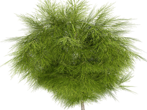 Acacia Cognata Tree 3D Модель