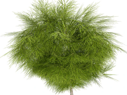Acacia Cognata Tree 3D Model