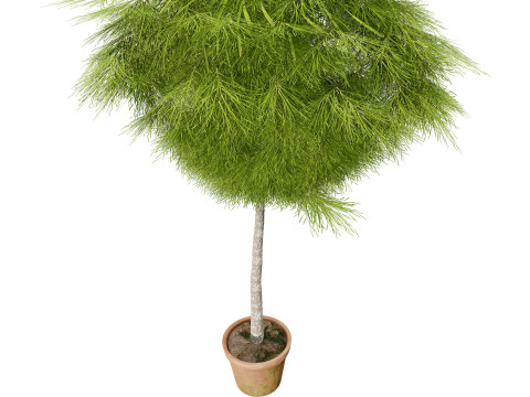 Acacia Cognata Tree 3D Модель