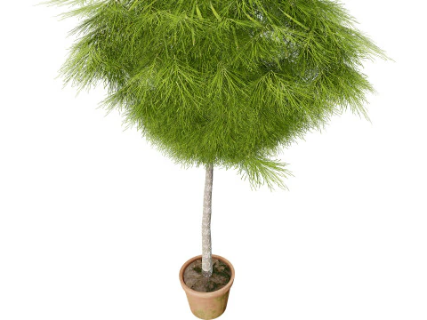 Acacia Cognata Tree 3D Model