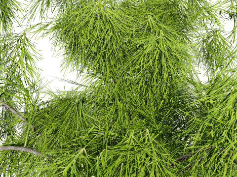 Acacia Cognata Tree 3D Модель