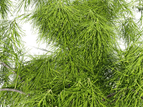 Acacia Cognata Tree 3D Model