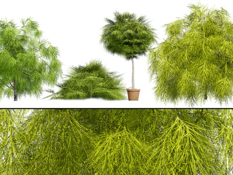 Acacia Cognata Tree 3D Model