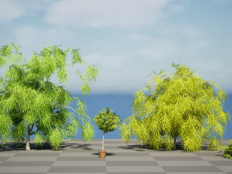 Acacia Cognata Tree 3D Модель