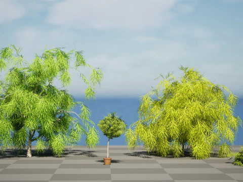 Acacia Cognata Tree 3D Model