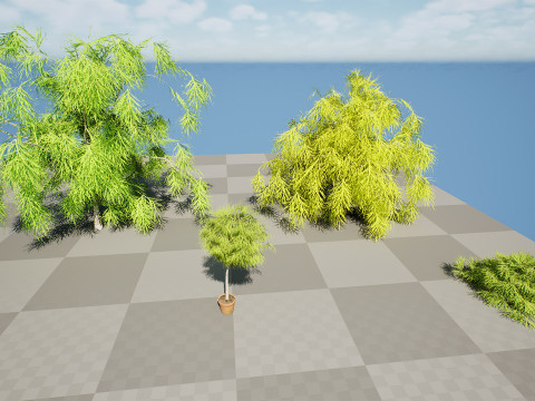 Acacia Cognata Tree 3D Модель