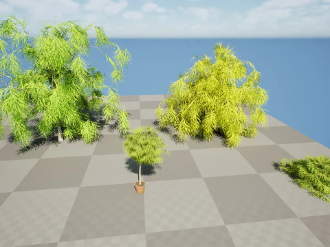 Acacia Cognata Tree 3D Model