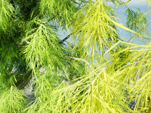 Acacia Cognata Tree 3D Модель