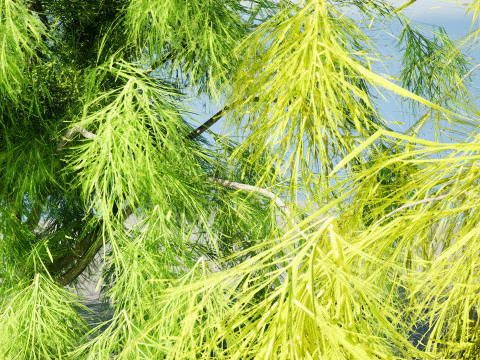 Acacia Cognata Tree 3D Model