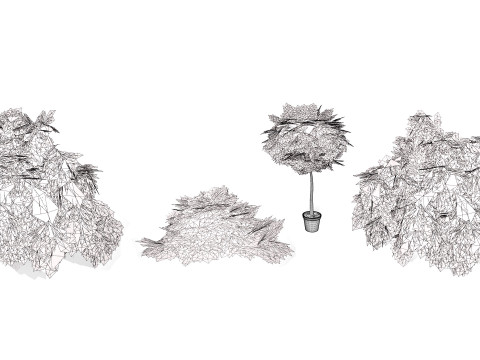 Acacia Cognata Tree 3D Модель
