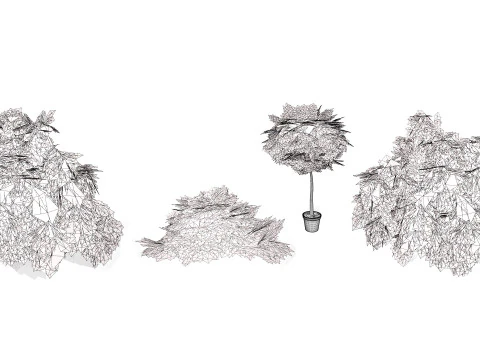 Acacia Cognata Tree 3D Model