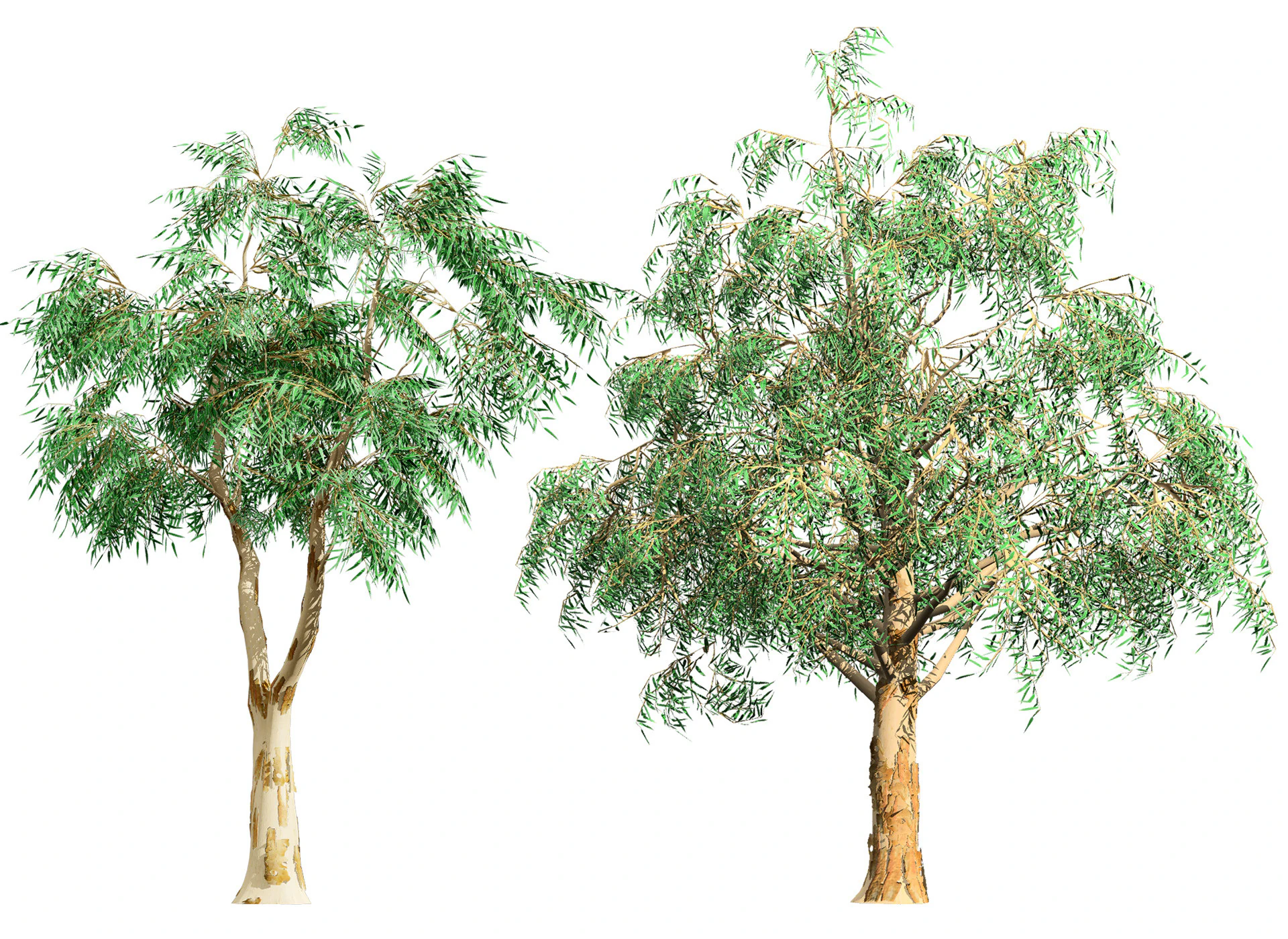 Australian Corymbia Citrodora Tree 3D Model .c4d .max .obj .3ds .fbx .stl .blend 