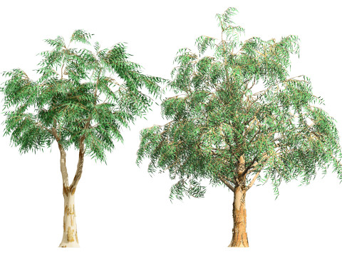 Australian Corymbia Citrodora Tree 3D Модель