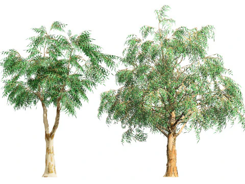 オーストラリア産コリンビア シトロドーラの木 3Dモデル