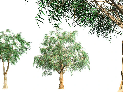 Australian Corymbia Citrodora Tree 3D Model