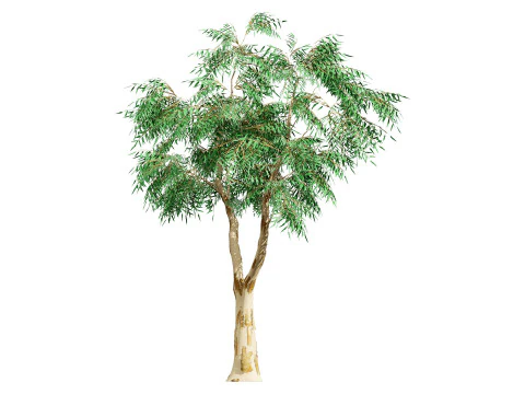 Australian Corymbia Citrodora Tree 3D Model