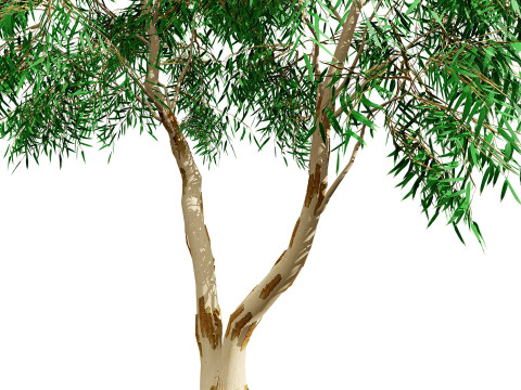 Australian Corymbia Citrodora Tree Modèle 3D