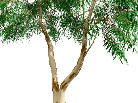 Australian Corymbia Citrodora Tree 3D Model