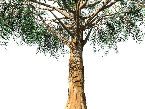 Australian Corymbia Citrodora Tree Modèle 3D
