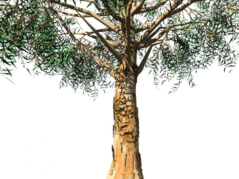 Australian Corymbia Citrodora Tree 3D Model