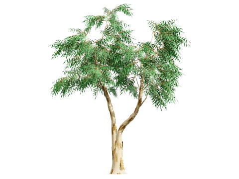 Australian Corymbia Citrodora Tree Modèle 3D