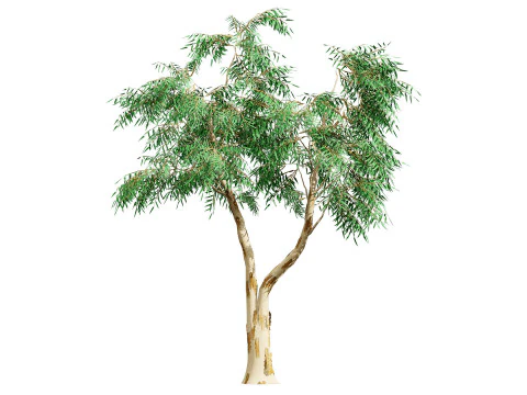 Australian Corymbia Citrodora Tree 3D Model