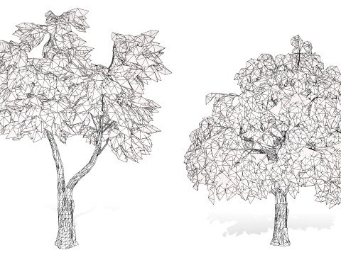 Australian Corymbia Citrodora Tree Modèle 3D