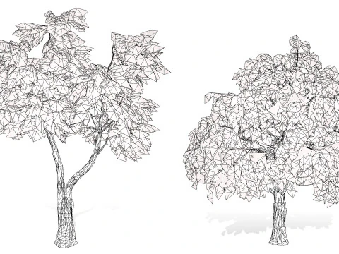 Australian Corymbia Citrodora Tree 3D Model