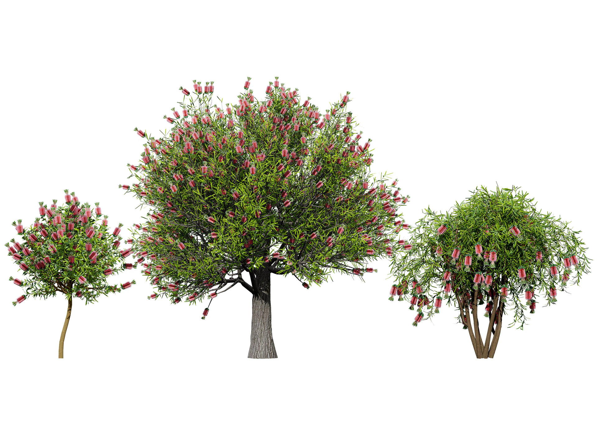 Australian Bottlebrush Trees 3D Model .c4d .max .obj .3ds .fbx .stl .blend 
