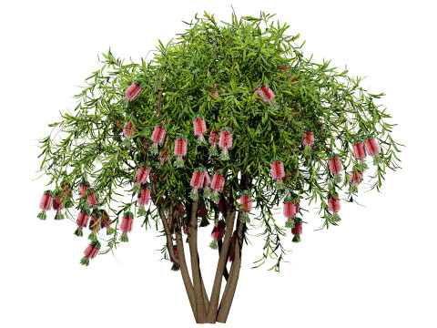 Australian Bottlebrush Trees 3D 모델
