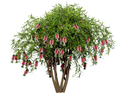 Australian Bottlebrush Trees 3D Model