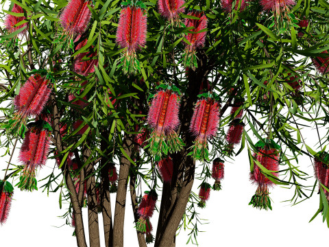 Australian Bottlebrush Trees 3D 모델