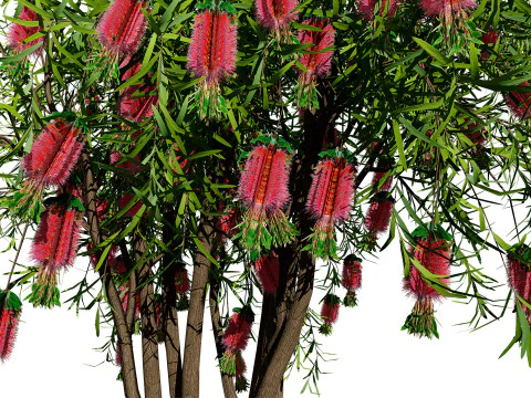 Australian Bottlebrush Trees 3D Model