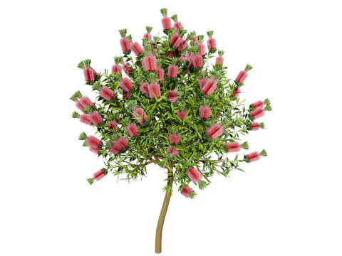 Australian Bottlebrush Trees 3D Model