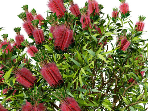 Australian Bottlebrush Trees 3D Model